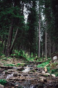 Explore the lush Romanian forest with a tranquil stream flowing through mossy rocks and pine trees.